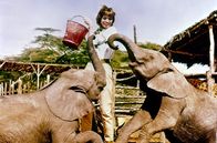 Hatari – Dallas (Elsa Martinelli) bei der Arbeit auf der Ranch: Die toughe Italienerin gewöhnt sich schnell an den harten Alltag der Wildhüter.