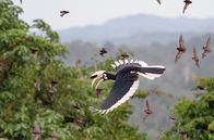 Die letzten Paradiese – Ein Drittel ihres Körpergewichts müssen Orienthornvögel täglich verspeisen. In der nahenden Dämmerung machen sie sich auf die Jagd nach Fledermäusen.