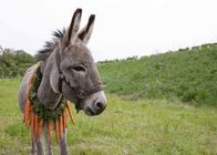 EO – Anlässlich einer Zeremonie zum Wohl der Tiere wird Eo eine Karottenkette umgelegt.