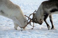 Wildes Russland – Sibirien, Russland - Aneinander gekettete Rentiere - Prüfung der Stärke ihres Geweihs (Off The Fence)
