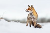 Wildes Transsilvanien – Ein Rotfuchs (Vulpes vulpes) im Schnee.