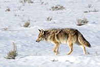 Tierisch alt! – In einem Wolfsrudel herrscht eine strenge Hierarchie: Wie hier im Yellowstone-Nationalpark in den USA halten die ältesten Tiere das Rudel zusammen.