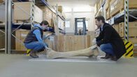 Terra X: Europa in ... – Sabine Gaudzinski-Windheuser (l.) vom Landesmuseum Halle (Saale) und Mirko Drotschmann (r.) heben den Oberschenkelknochen eines eiszeitlichen Waldelefanten. Die Kolosse waren größer als Mammuts, erreichten bis zu vier Meter Schulterhöhe, 13 Tonnen Gewicht und hatten bis zu drei Meter lange Stoßzähne.