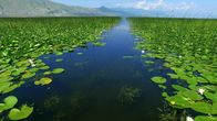 Ungezähmtes Albanien – Skutarisee, Seerosen und Wasserhyazinthen.