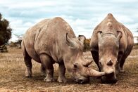 Sieben Kontinente - Ein Planet – Vom Nördlichen Breitmaulnashorn leben nur noch zwei weibliche Exemplare.