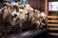 Märkte - Im Bauch von … – Glückliche Ziegen: Aus ihrer Milch wird der berühmte norwegische Braunkäse hergestellt.
