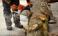 Timbersports – Timbersports
