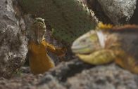 Wilde Inseln – Bis zu einem Meter lang und dreizehn Kilo schwer wird der Drusenkopf auf Galapagos.