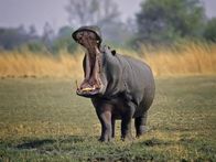 Tierisch abgefahren – Sa, 07.06., 22:30 Uhr
