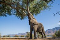 Tiere außer Rand und Band – MANA POOLS NATIONAL PARK, ZIMBABWE- This African Elephant bull feeds on the branches and pods of an Ana Tree in Mana Pools National Park in Zimbabwe. To fuel their massive size, these elephants spend an average of 16 hours a day foraging for food. (Photo credit: Getty Images/jez_bennett)