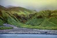 Antarktika – Königspinguine auf Macquarie Island: Hunderttausende von ihnen leben hier in Kolonien zusammen.