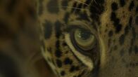 Am Strand der Jaguare – Nahaufnahme eines Jaguars im Santa Rosa Nationalpark, Costa Rica. (Terra Mater Studios/Brian Moghari)