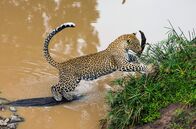 Die Leopardin – Im Masai-Mara-Reservat in Kenia leben die meisten Leoparden in den Galeriewäldern entlang der kleinen Flüsse und Bäche.