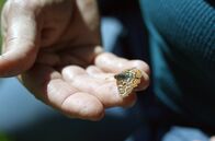 Tierische (R)Evolution – Ein Schmetterling verhalf Camille Parmesan zu einer wichtigen Entdeckung ...