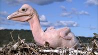 Die komischsten Tiergesichter – Sa, 14.09., 14:55 Uhr
