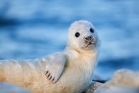 Wilde Ostsee – Junge Kegelrobbe in der Rigaer Bucht