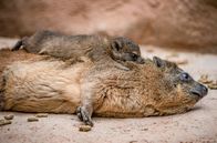 Zoo und so - Tierisch wild! – Klippschliefer-Familie.