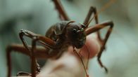 Neuseeland - Rivalen der Urzeit – Die Little Barrier Wetapunga ist ein Riese unter den Insekten, Neuseeland.