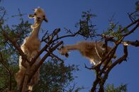 One Strange Rock - Unsere Erde – Goats in trees.