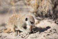 Feindselige Erde – A meerkat pup (Suricata suricatta) munches on a scorpion - its deadly stinger has already been disarmed by an adult - which presented the pup with the tasty treat in the first place. Meerkats do appear to have some level of immunity to scorpion venom, but for pups a sting from the wrong species could still prove fatal. (National Geographic/Holly Harrison)