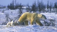 Die Reise der Eisbären – Eisbärin und Junge