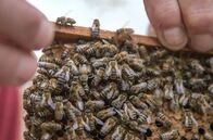Re: – Die Lamarckii-Biene, Ägyptens einheimische Bienenart, droht durch die europäische Hochleistungsbiene verdrängt zu werden.