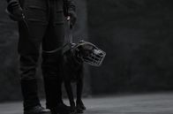 Die Rüden – Der Hund Diego: Die drei im Film zu sehenden Rüden sind wirkliche Problemhunde mit hohem Aggressionspotenzial.
