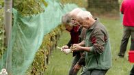 Landleben – Bei der Weinlese im Stadtweingarten Klagenfurt hoch über den Wörthersee versammeln sich begeisterte Hobbywinzer.