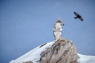 Schnee – Ein Wolf und eine Rabe auf dem Muttstein.