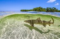 Ein perfekter Planet – Zitronenhaie bringen ihre Nachkommen vor Bimini/Bahamas im seichten Wasser zur Welt, damit diese in den überschwemmten Mangrovenwäldern vor Großfischen in Sicherheit sind.