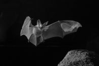 Planet Erde II – Ein Wüstenlangohr jagt knapp über dem Boden der Negev-Wüste in Israel Skorpione. Kurz vor dem Fang schaltet die Fledermaus ihr Echolot aus und ortet die Beute allein anhand deren Bewegungsgeräuschen.