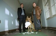 Kommissar Rex – Rex zerreißt vor den Augen seiner Kollegen Hoffmann (Alexander Pschill, l.) und Kunz (Martin Weinek, r.) seinen Suspendierungsbescheid.