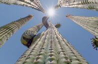 Kaktus Hotel – Das „Kaktus Hotel“ – ein über 200 Jahre alter Saguaro-Kaktus in der Wüste Arizonas