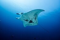 Terra X: Faszination Wasser – Bedrohte Riesenfische: Riffmantas in Palau.