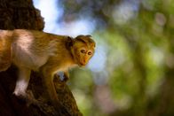 Wilde Tierbabys – Das junge Makakenäffchen ist auf Futtersuche