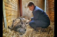 Wildnis Europa – Schnell noch eine letzte Blutprobe vom Tierarzt Dr. Philipp Kloene für das Labor. Schließlich soll Wisentkuh Spendera gesund in Rumänien ankommen und keine Infektionen in das Auswilderungsgebiet einschleppen.