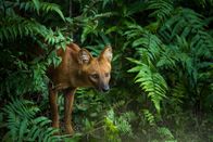 Helden der Evolution – Rothund oder Asiatischer Wildhund.
