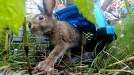 Alaskas Wildtier-Retter – Skitter the Snowshoe hare running out of her kennel as she is released at the Alaska Wildlife Conservation Center. (National Geographic/Symbio Studios)