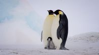 Helden der Evolution – Kaiserpinguine mit Jungtier.