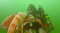 Mensch vs. Krake – Was ist dran am Seemannsgarn über Riesenkraken, die ganze Schiffe in die Tiefe gezogen haben sollen? Die Tiere können eine Kraft von bis zu 146 Newton aufbringen. Damit gelänge es einem Kraken zumindest, einen Menschen zu überwältigen.
