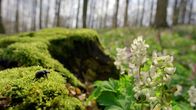 Unsere Wälder – Der Wald erwacht aus seinem Winterschlaf. Die ersten Blüten und Insekten.