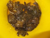 Taboo – Arequipa, Peru: Frogs specially bred for use in making remedial frog juice.