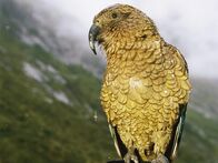 Tierische Freaks – Der Kea-Papagei ist wahrscheinlich der neugierigste Vogel auf diesem Planeten. Hinter seinem unsozialen Verhalten verbirgt sich ein aktiver, hoch entwickelter Verstand. Er weiß, dass es in diesen Mülltonnen Futter gibt. Was die Maßnahmen angeht, die die Menschen ergriffen haben, um ihn fernzuhalten, so lacht er über ihre schwachen Versuche.