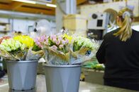 Impact – Impact Umweltsünder Blumen – Darf man jetzt nicht mal mehr Blumensträusse kaufen? Blumensträusse in Eimern Copyright: SRF