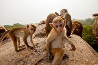 Wilde Tierbabys – Junge Ceylon-Hutaffen einer Makakenpopulation, die in den Ruinen Polonnaruwas lebt, der alten Hauptstadt von Sri Lanka.