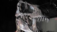 Friedhof der Dinosaurier – Dinosaurier-Knochen