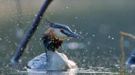 Terra Mater – Schöner Brutvogel: Der Haubentaucher ist ein typischer Brutvogel auf Alster und Elbe.
