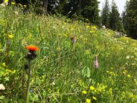 P.M. Wissen – Hitze, Wassermangel, Gewitter, Hagel und zahlreiche Konkurrenten im Wettstreit um Insekten: wie meistern Blumen die Herausforderungen des Sommers?