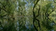 Unsere Wälder – Überfluteter Silberweidenwald