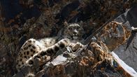Wildes Indien – Nur noch 500 Schneeleoparden leben in den Bergen des indischen Himalaya.